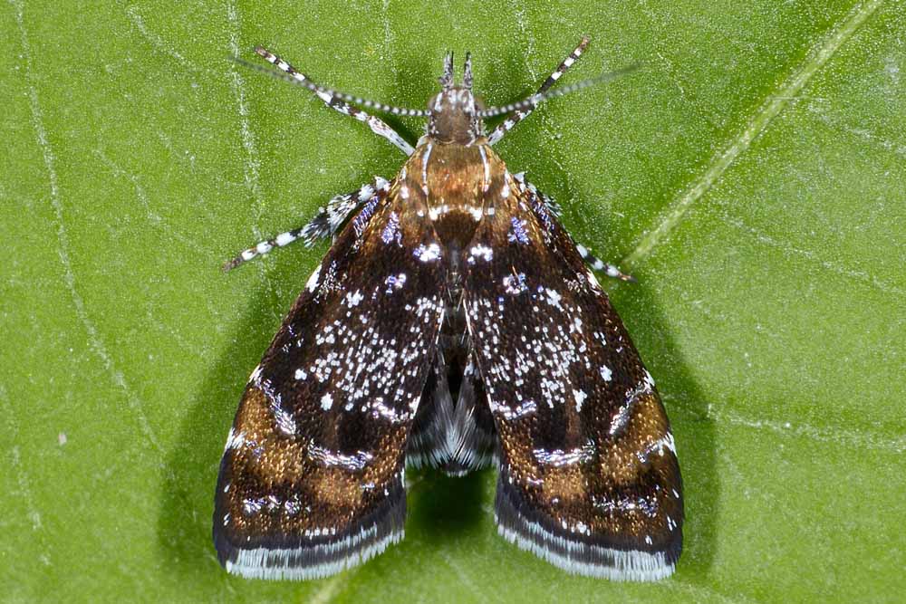 Choreutidae? s, Procoreutis sehestediana